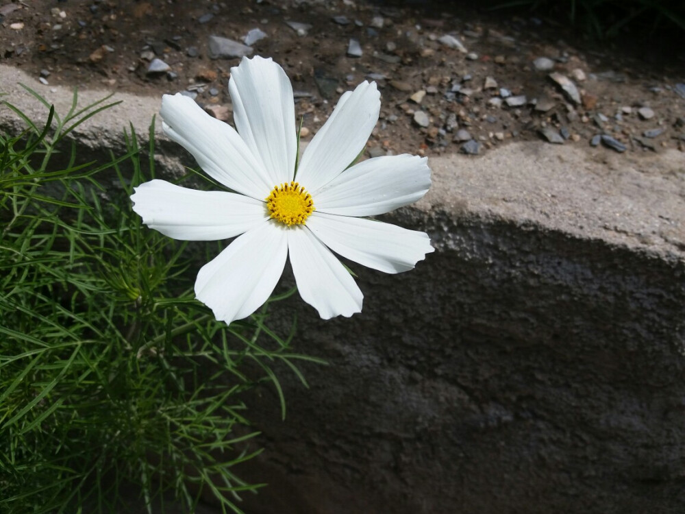 向阳花朵美如画