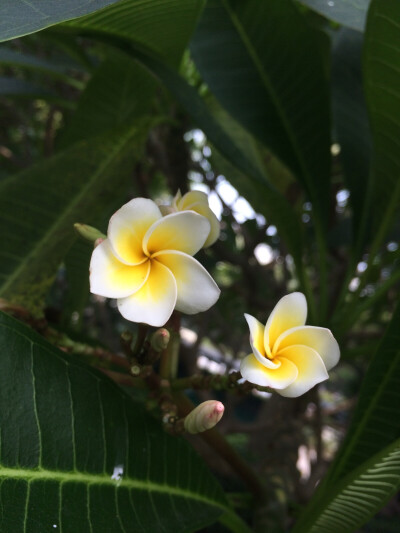 鸡蛋花