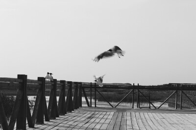 居延海