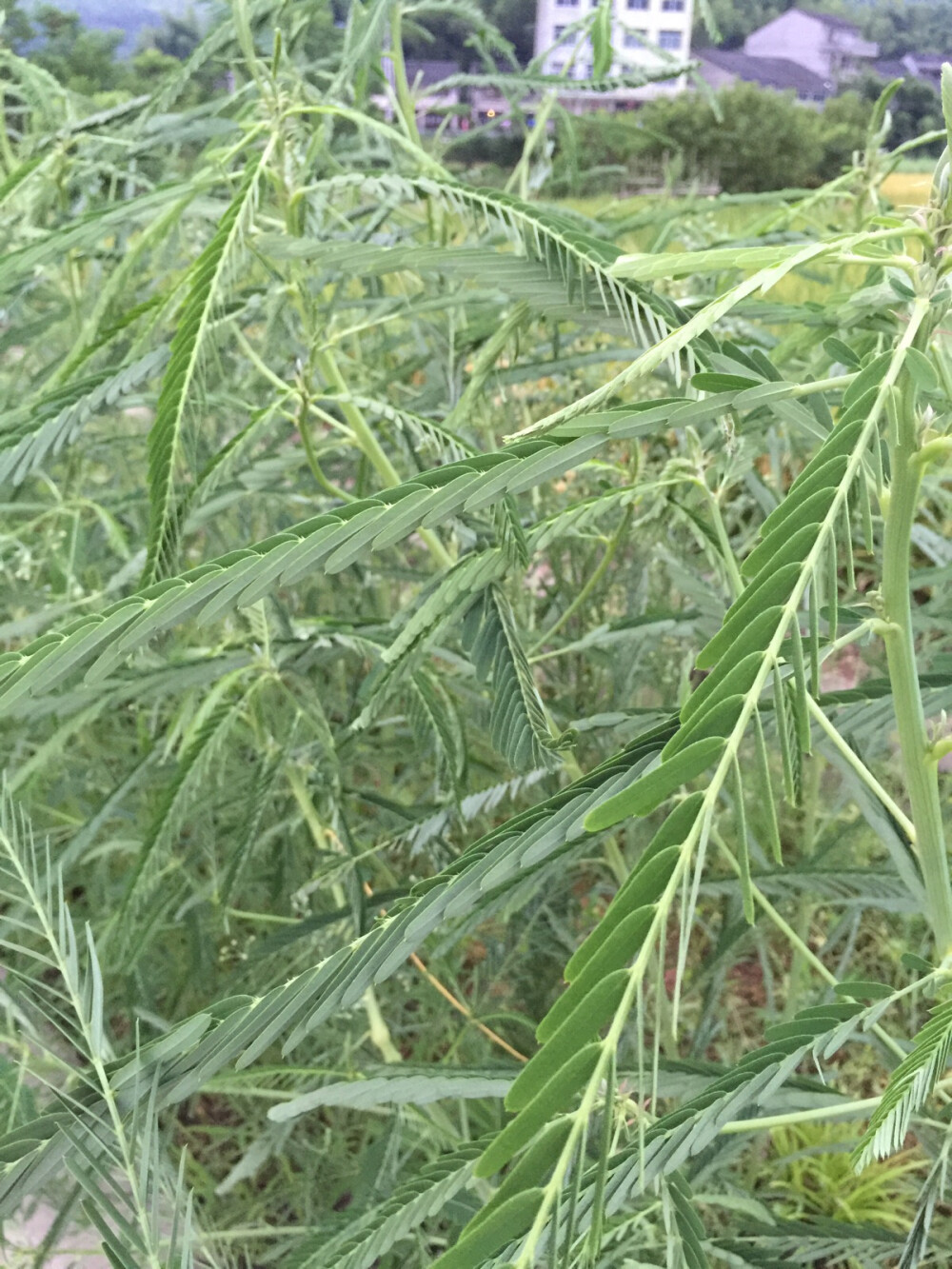 路边野植物