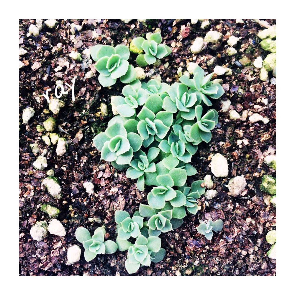 ｛.拉古娜.｝皱叶月影系 从播种开始