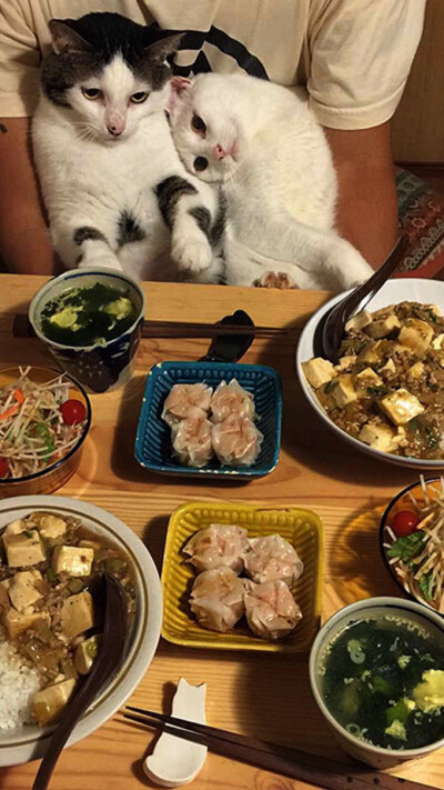 秀恩爱 猫咪美食系列壁纸