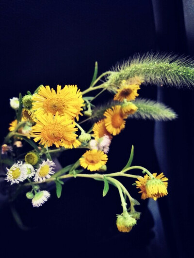 紫云书院一日游，随手摘的花束，家花哪有野花香