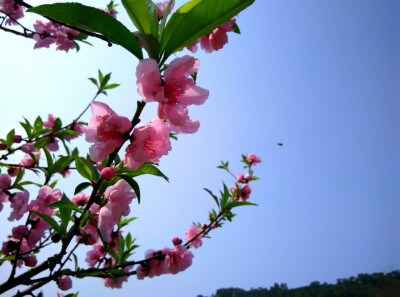 求知路桃花。【2016.3.7】