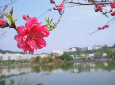 求知路桃花。【2016.3.7】