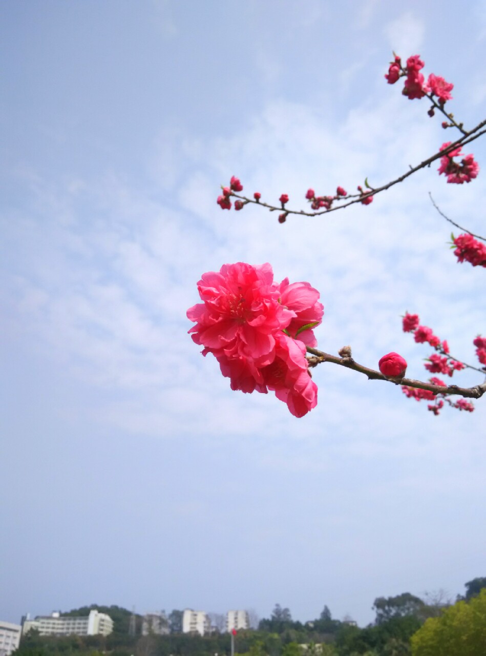 求知路桃花。【2016.3.7】