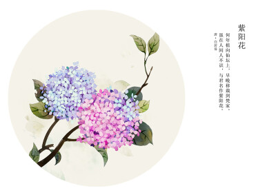 紫阳花