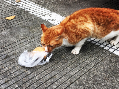 喂食时间feeding time