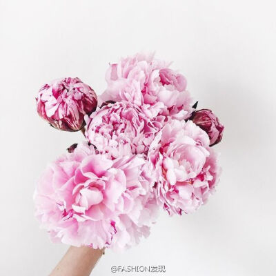 FASHION发现
#FD Flowers#清新的早晨