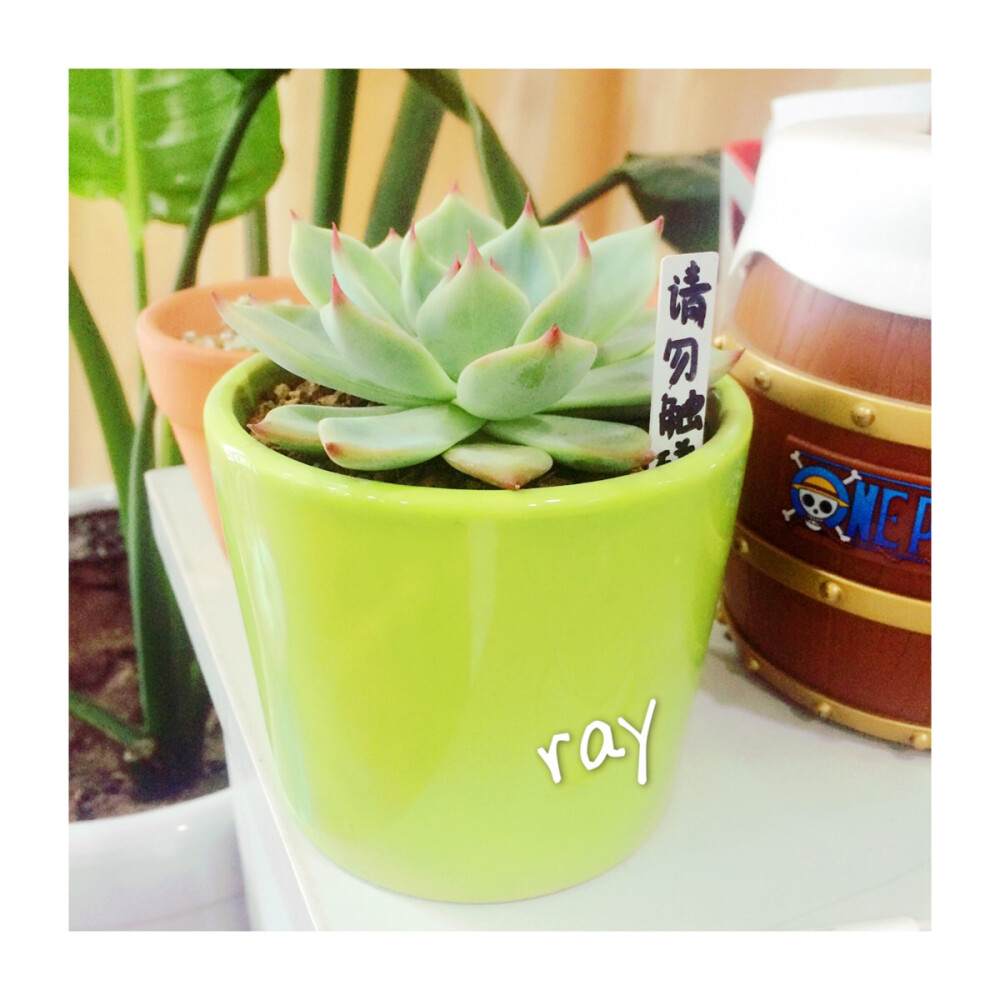 ｛.吉娃娃.｝拟石莲花属 夏季无状态中