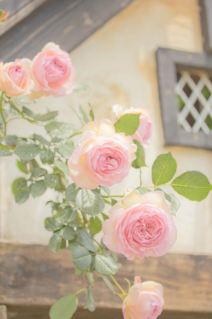 玫瑰花Rosa rugosa.原产地中国。别称徘徊花、刺客、穿心玫瑰。玫瑰果实可食，无糖，富含维他命C。现代人喜欢用玫瑰去表达自己的爱，并把它作为爱情信物，是情人之间传情达意首选花卉。但真正的玫瑰不能做切花。切花“玫瑰“实为月季。而不同颜色更有不同喻意。红玫瑰：热恋、我爱你。粉玫瑰：初恋、特别的关怀。橙玫瑰：羞怯、 献给你一份神秘的爱。橘玫瑰：欲望。黄玫瑰：道歉。香槟玫瑰:只钟情你一个。白玫瑰：纯洁、谦卑。紫玫瑰：忧郁、梦幻。1枝心中只有你；2枝这世界只有我俩；3枝我爱你；7枝偷偷地爱着你；9枝长久；11枝最爱 只在乎你一人；12枝对你的爱与日俱增；13枝友谊长存；99，999枝天长地久...