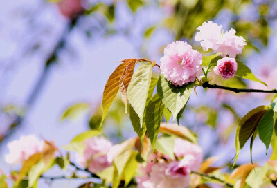 浪漫樱花