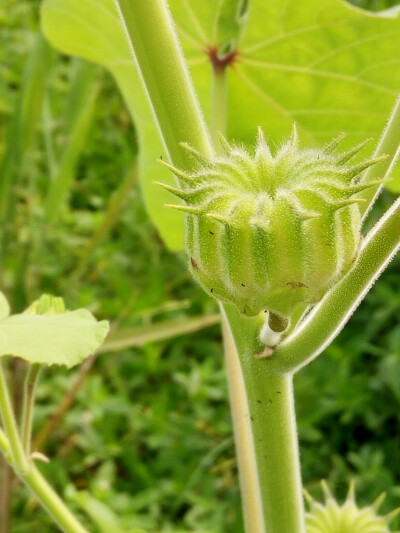 野花