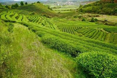 武夷山茶山