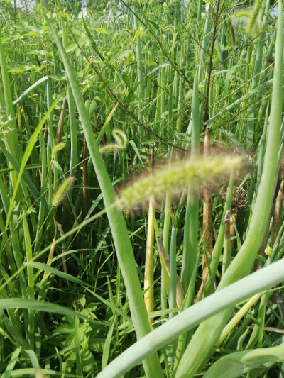 长在葱丛里的狗尾巴草