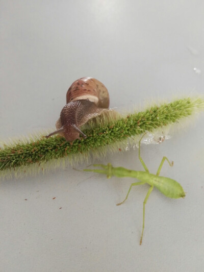 雨后的两只萌物