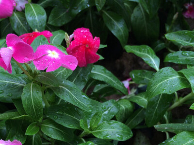 雨。花。