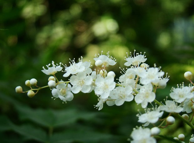 珍珠梅。夏季是她盛开的季节。