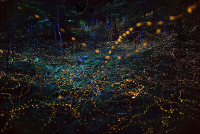 萤火虫树林
