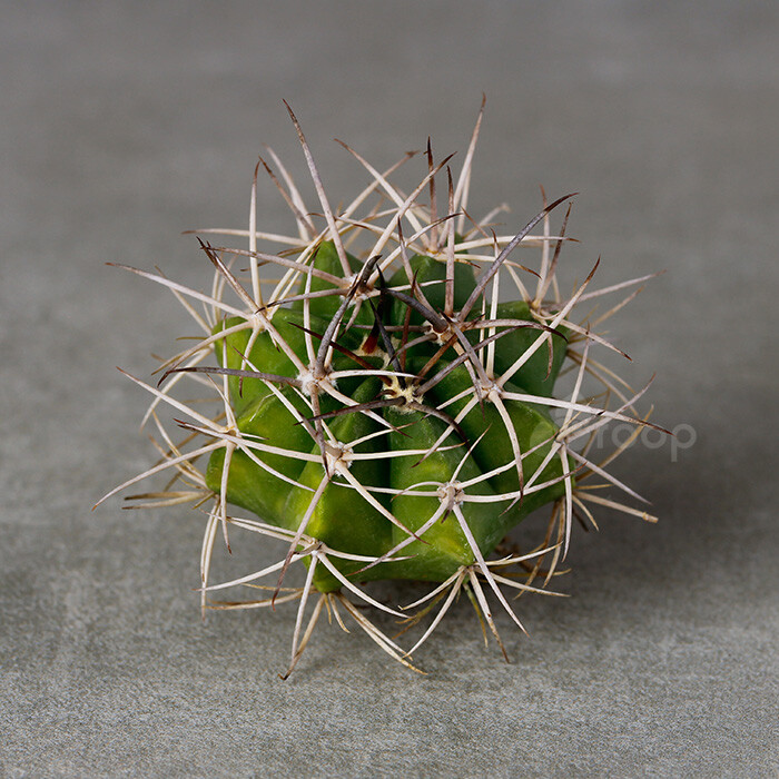 【层云】别名玻璃球 黄金云
拉丁学名：Melocactus amoenus
科属：仙人掌科花座球属
原产地：哥伦比亚
描述：圆球形，体色暗绿色至灰绿色，具10-12个棱脊高的纵向直棱，刺座间较疏，新刺褐色，老刺灰白色；花桃红色，小钟状，环开于花座上；果实如小香肠，洋红色；
养护：生长适温在15-25摄氏度，生长季节需充分光照和良好通风，一般2周左右浇水1次，切忌向花座上浇水；