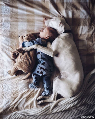 美国一对爹妈生了三个娃，收养了三只狗和三只猫。如今小儿子八个月了，他们拍了这样一组温馨的照片，人生如此，夫复何求啊？