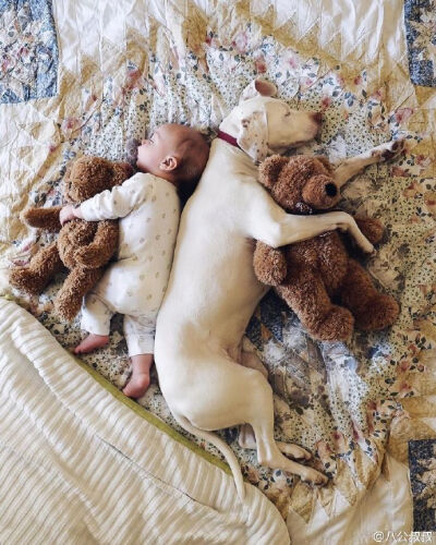 美国一对爹妈生了三个娃，收养了三只狗和三只猫。如今小儿子八个月了，他们拍了这样一组温馨的照片，人生如此，夫复何求啊？