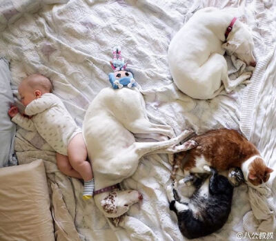 美国一对爹妈生了三个娃，收养了三只狗和三只猫。如今小儿子八个月了，他们拍了这样一组温馨的照片，人生如此，夫复何求啊？