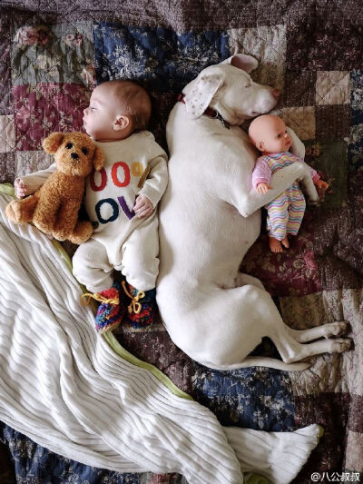 美国一对爹妈生了三个娃，收养了三只狗和三只猫。如今小儿子八个月了，他们拍了这样一组温馨的照片，人生如此，夫复何求啊？