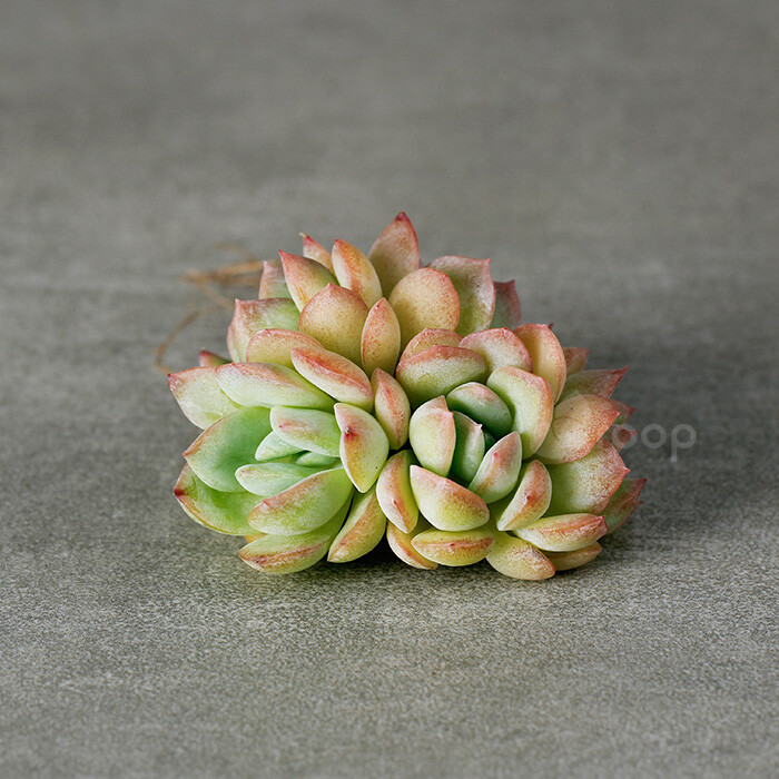 【果冻莎莎女王】
拉丁学名：Echeveria Sasa；
科属：景天科拟石莲属；
原产地：不明；
描述：叶子圆匙型，覆有薄粉，光照充足、天气寒冷、昼夜温差大、节制浇水等因素可以让红缘特征更加明显。
养护：春秋是生长期，喜全日照。夏天高温会休眠，通风遮阳，每周可以在土表喷上少量的水，防止根死亡。冬天温度要逐渐断水，保持盆土干燥，提高植株抗寒能力；