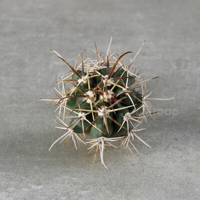 【巨鹫玉】又名鱼钩球
拉丁学名：Ferocactus peninsulae (A.A.Weber) Britton & Rose；
科属：仙人掌科强刺球属；
原产地：墨西哥；
描述：初始为短圆筒形，长大后呈短圆柱状，体色青绿色，表皮坚厚。具13个脊高且…