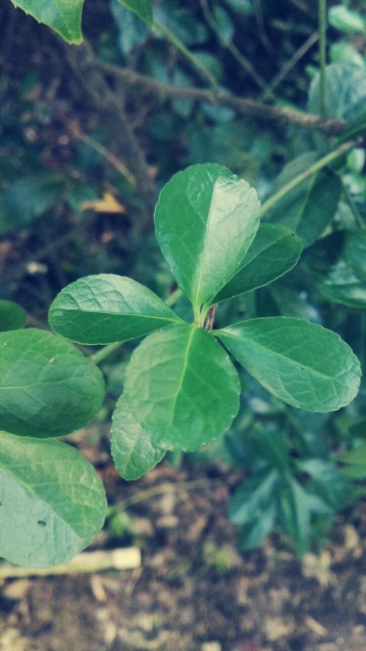 晶晶，生活，旅行，植物，花朵，开春，春天，唯美，花季，蓝天，叶子，绿叶，花苞