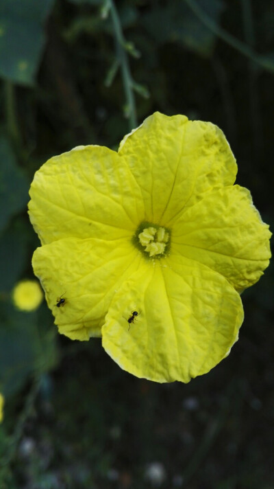 晶晶，生活，旅行，植物，花朵，开春，春天，唯美，花季，蓝天，叶子，绿叶，花苞