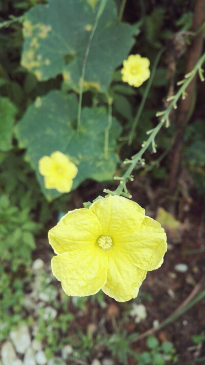 晶晶，生活，旅行，植物，花朵，开春，春天，唯美，花季，蓝天，叶子，绿叶，花苞