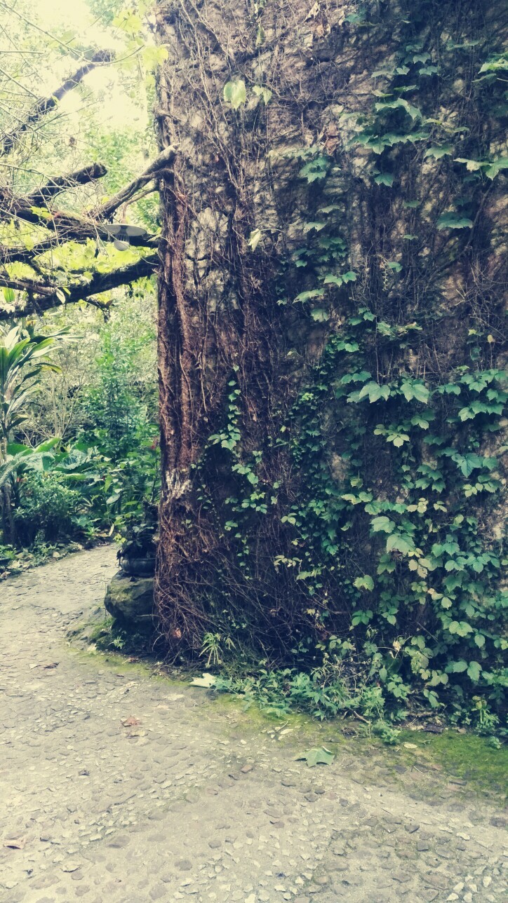 晶晶，生活，旅行，植物，花朵，开春，春天，唯美，花季，蓝天，叶子，绿叶，花苞