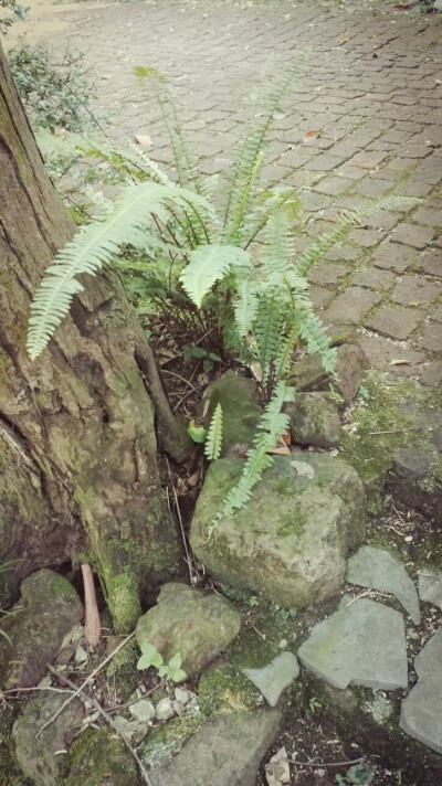 晶晶，生活，旅行，植物，花朵，开春，春天，唯美，花季，蓝天，叶子，绿叶