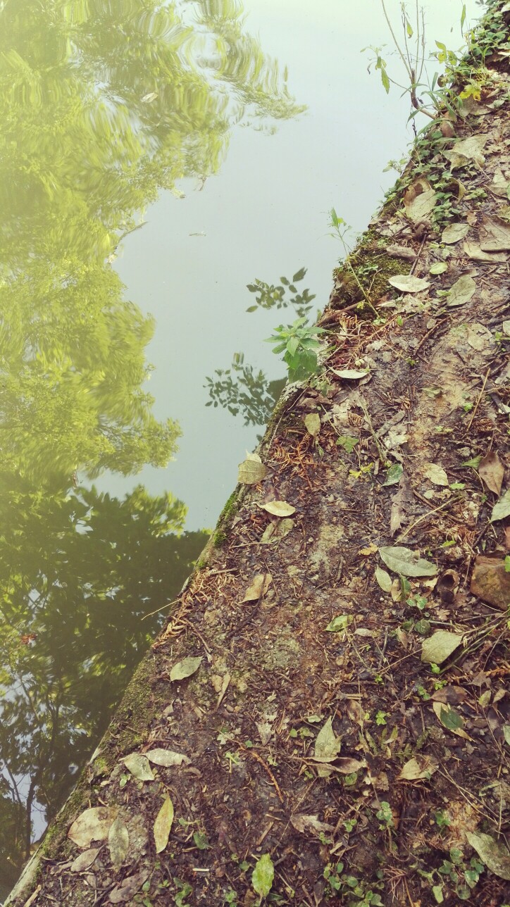 晶晶，生活，旅行，植物，花朵，开春，春天，唯美，花季，蓝天，叶子，农庄，水塘，鱼塘