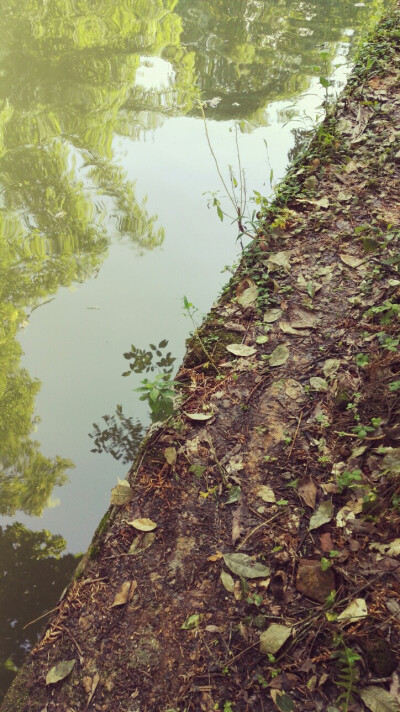 晶晶，生活，旅行，植物，花朵，开春，春天，唯美，花季，蓝天，叶子，绿叶，花苞，水塘，鱼塘，倒影，农庄