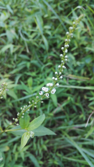 晶晶，生活，旅行，植物，花朵，开春，春天，唯美，花季，蓝天，叶子，绿叶，花苞