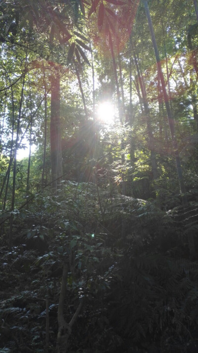 晶晶，生活，旅行，植物，花朵，开春，春天，唯美，花季，蓝天，叶子，阳光