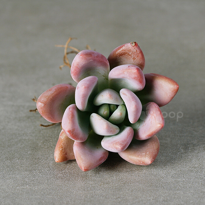 【奥普琳娜】
拉丁文名：Graptoveria Opalina
科属：景天科杂交属（园艺品种：风车石莲属，2008年由醉美人和卡罗拉杂交）
原产地：不明；
描述：肉质叶互生，呈莲花状排列，整体颜色淡淡的蓝，叶缘和尖端容易泛红，生长速度快，容易长大并群生，春季开花；
养护：喜阳光充足凉爽干燥的环境，耐干旱不耐寒，夏季需遮阳通风断水，冬季0摄氏度以下停止给水，防止冻伤；