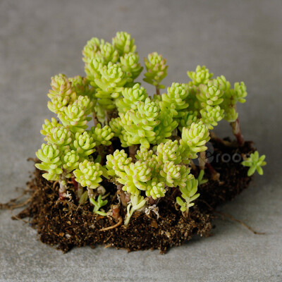 【大型薄雪万年草】
拉丁学名：Sedum hispanicum（不精准）；
科属：景天科景天属；
原产地：西班牙；
描述：株型迷你，细小黄绿色棒状叶片环绕生长于茎端，茎匍匐生长，接触地面容易生长不定根，极易繁殖，葱葱郁…