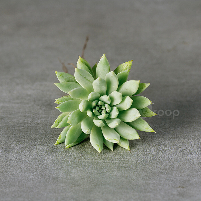 【蓝色天使】
拉丁学名：Graptoveria Fanfare；
科属：景天科杂交属（拟石莲花属与风车草属的杂交）；
原产地：不明；
描述：中型丛状多肉，叶子蓝绿色，外形如松塔一般。蓝色天使除长的相对比较快外，其他的外形基本不会随着阳光有太大的变化，但是还是需要多给一些阳光哦，因为当阳光不足时中心的叶片会自动脱落；
养护：喜阳光充足环境，光照不足中心叶片容易自动脱落，夏季为半休眠期，可适当少水；