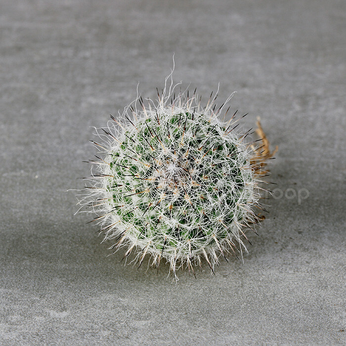 【玉翁】
拉丁学名：Mammillaria hahniana；
科属：仙人掌科乳突球属；
原产地：墨西哥；
描述：植株单生，圆球形至椭圆形，体色鲜绿。具13～21个圆锥形的疣状突起，呈螺旋形排列的棱，球身布满白色软刺，春天会有桃红色小花围绕球体形成一个圈，非常别致；
养护：喜欢充足的阳光，耐旱，干透了再浇水，避免将水浇到球体。冬日放在室内向阳处，注意保温，同时减少浇水或断水；