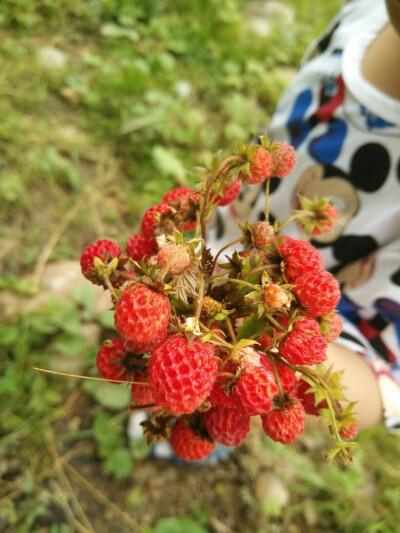 野草莓