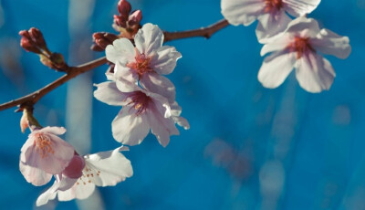 奥克兰中央公园樱花摄影宽屏壁纸
