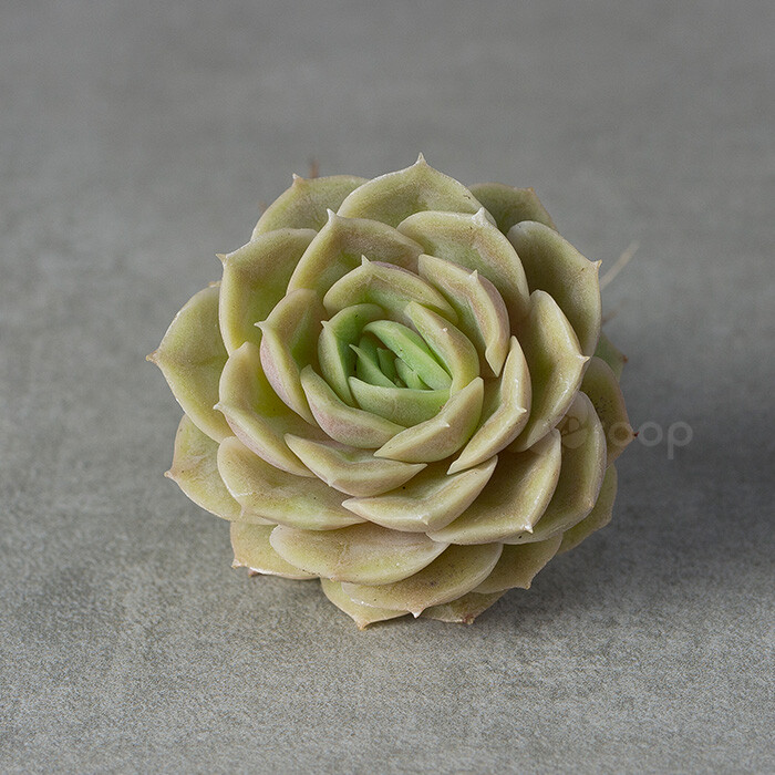 【昂斯诺】
拉丁学名：Echeveria cv. Onslow；
科属：景天科拟石莲属（园艺杂交种）；
原产地：不明；
描述：叶片圆匙状，先端极尖，呈莲花状紧密排列，色系极其丰富，橙色、粉色、嫩黄色、嫩绿色均可达成，出状态的昂斯洛叶片像中心包拢，层层叠叠，配合其糖果般的色泽，真是美极了。没有状态的昂斯洛则叶片平摊，颜色也为普通的浅绿色，整体状态有点像薄叶版的白牡丹；
养护：夏天颜色偏绿，春秋季加强光照，叶片会呈现非常美腻的果冻色，干透浇透，避免积水，通风很重要，夏季遮阳，减少浇水量，冬季低于零度室内养护；