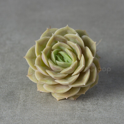 【昂斯诺】
拉丁学名：Echeveria cv. Onslow；
科属：景天科拟石莲属（园艺杂交种）；
原产地：不明；
描述：叶片圆匙状，先端极尖，呈莲花状紧密排列，色系极其丰富，橙色、粉色、嫩黄色、嫩绿色均可达成，出状态…