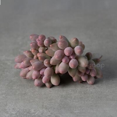 【婴儿手指】多肉植物
拉丁学名：Sedum Baby Finger
科属：景天科厚叶草属
原产地：不明；
描述：叶圆柱形，粉嫩色，像婴儿的手指粉粉嫩嫩的，叶片肥厚圆润，光滑有微量白粉，不同日照呈现蓝绿色或红绿色，
养护：…