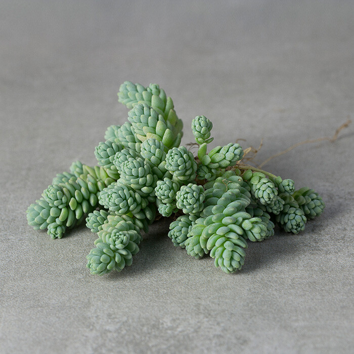 【旋叶姬星美人】多肉植物
拉丁学名：Sedum dasyphyllum Major
科属：景天科景天属
原产地：西亚与北非的干旱地区
描述：常年蓝绿色，叶片密布小凹陷，非常的好养，植株叶片交互旋转环生，容易长小侧芽，能够长成大串的一群，时间长了有枝干，枝干无法支撑强大的枝条基本会匍匐生长，开花白色五瓣，花苞中间微；
养护：喜欢干燥、阳光充足的生长环境，较耐寒，怕水湿，夏季高温要适当遮光，但荫蔽时间不宜过长，否则茎叶柔嫩，易倒伏，秋季可放在阳光充足处养殖。生长期的阳光可以是全日照，阳光强了，植株会变的矮小，匍匐在地上，颜色也会呈现非常迷人的蓝色，非常的可爱；