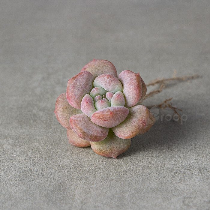 【橙梦露】
拉丁学名：Echeveria Monroe
科属：景天科拟石莲属（雪莲和卡罗拉杂交）
原产地：不明；
描述：叶匙型，厚质，橙红色，叶上覆有白绿色的粉末，粉易掉，难再生，所以移栽时要非常小心，叶片较包裹，呈莲座状排列，叶片通常呈白粉蓝色，叶尖，叶缘经常呈微橙红状态，叶面具有棱线，极端状态下，叶面叶背会呈现粉红色。
养护：春秋是生长期，喜全日照。夏天高温会休眠，通风遮阳，每周可以在土表喷上少量的水，防止根死亡。冬天温度要逐渐断水，保持盆土干燥，提高植株抗寒能力。不易群生，繁殖可用叶片扦插繁殖；